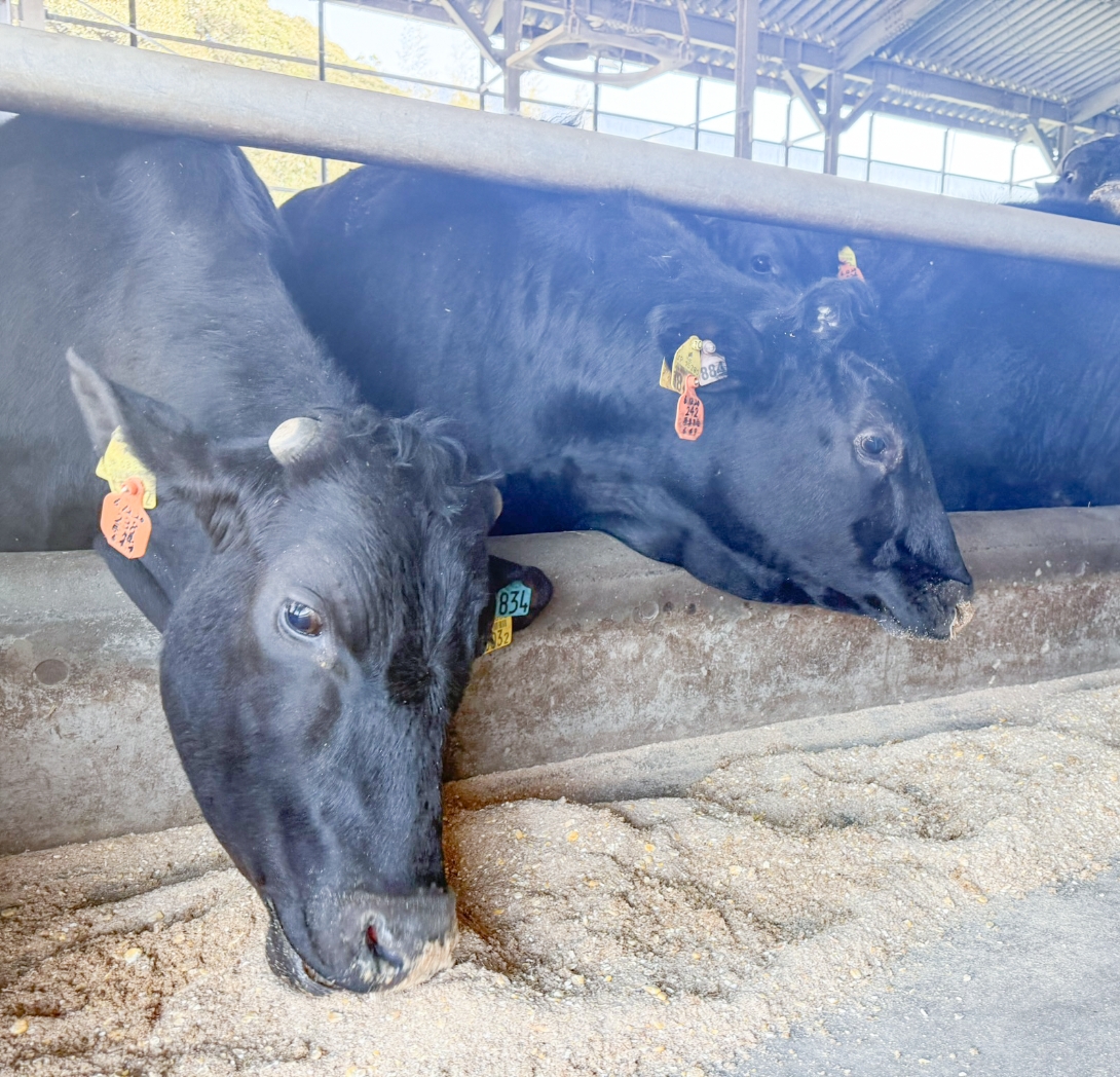 牛の健康を本気で考える、オリジナル飼料「しあわせのふりかけ」