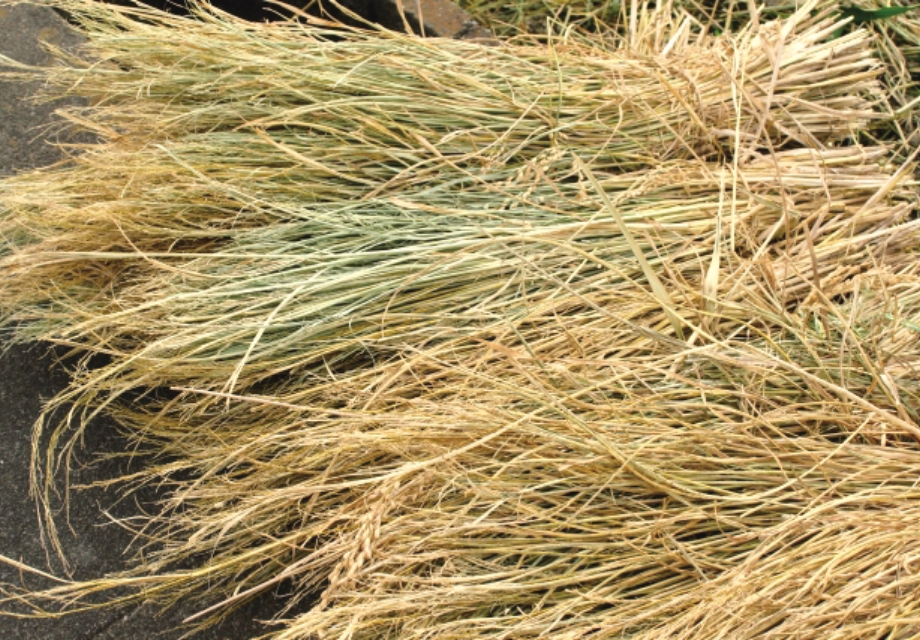 環境・地域の取り組み