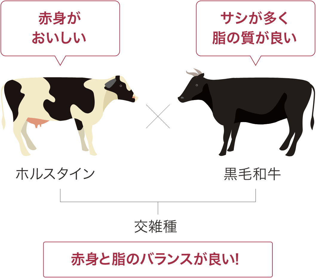 牛肉の種類と特徴