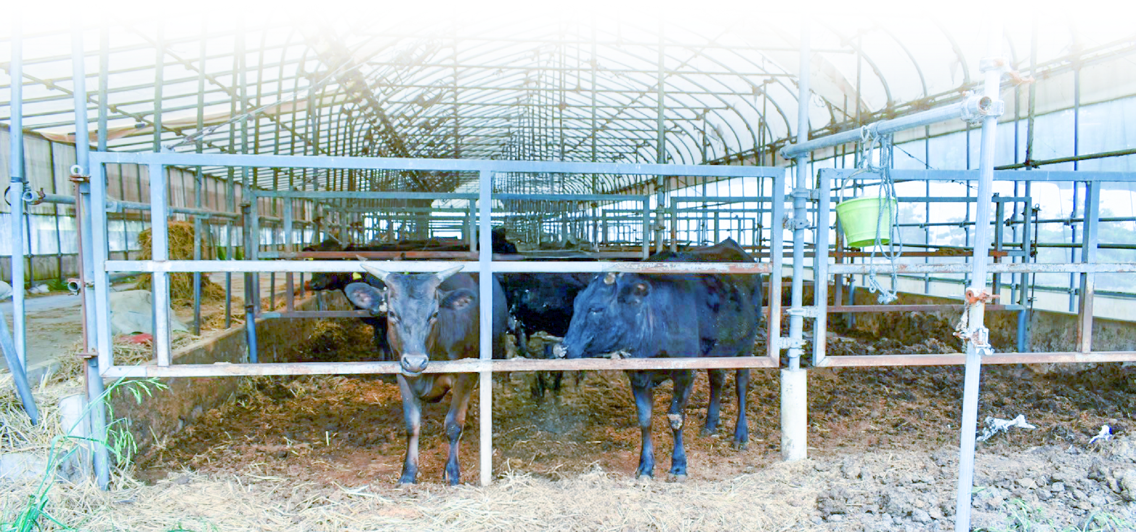 東日本産直ビーフ研究会