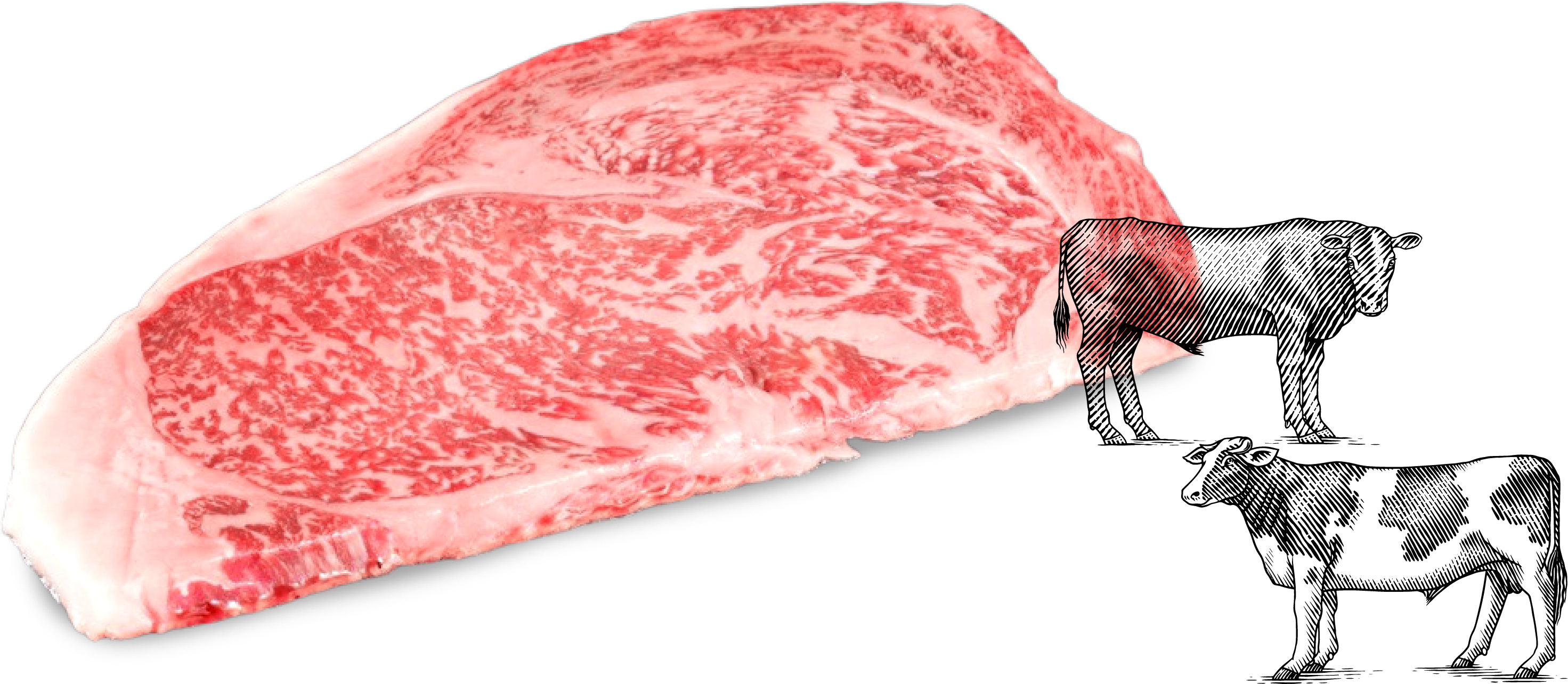 おいしい牛肉の豆知識